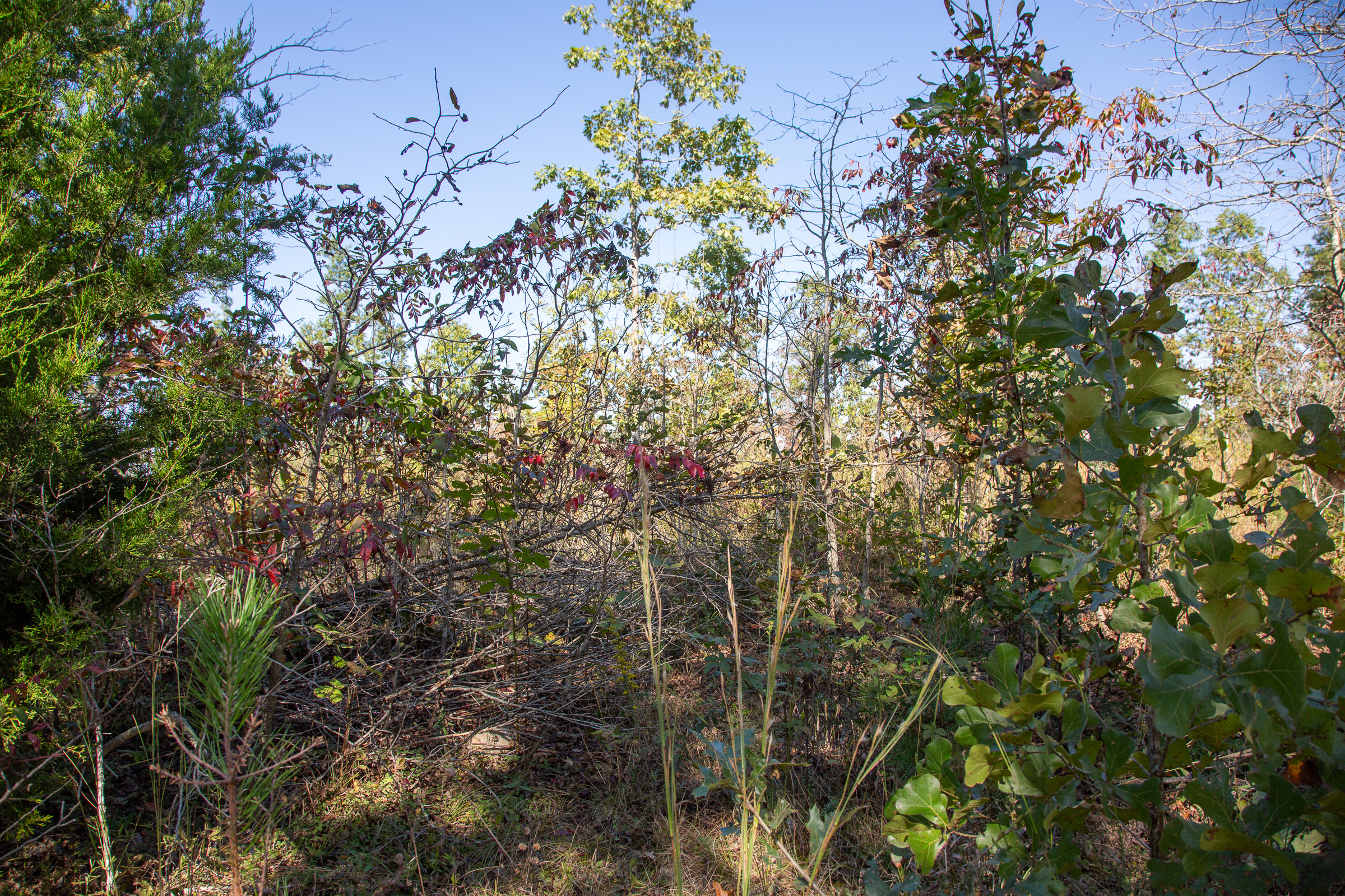 Tract 101 at Borgmanns Hollow Phase III in Shannon County, Missouri