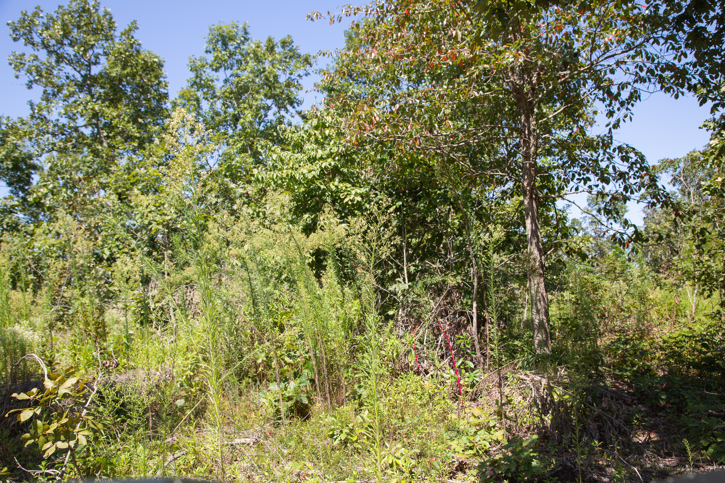Tract 73 at Borgmanns Hollow Phase III in Shannon County, Missouri