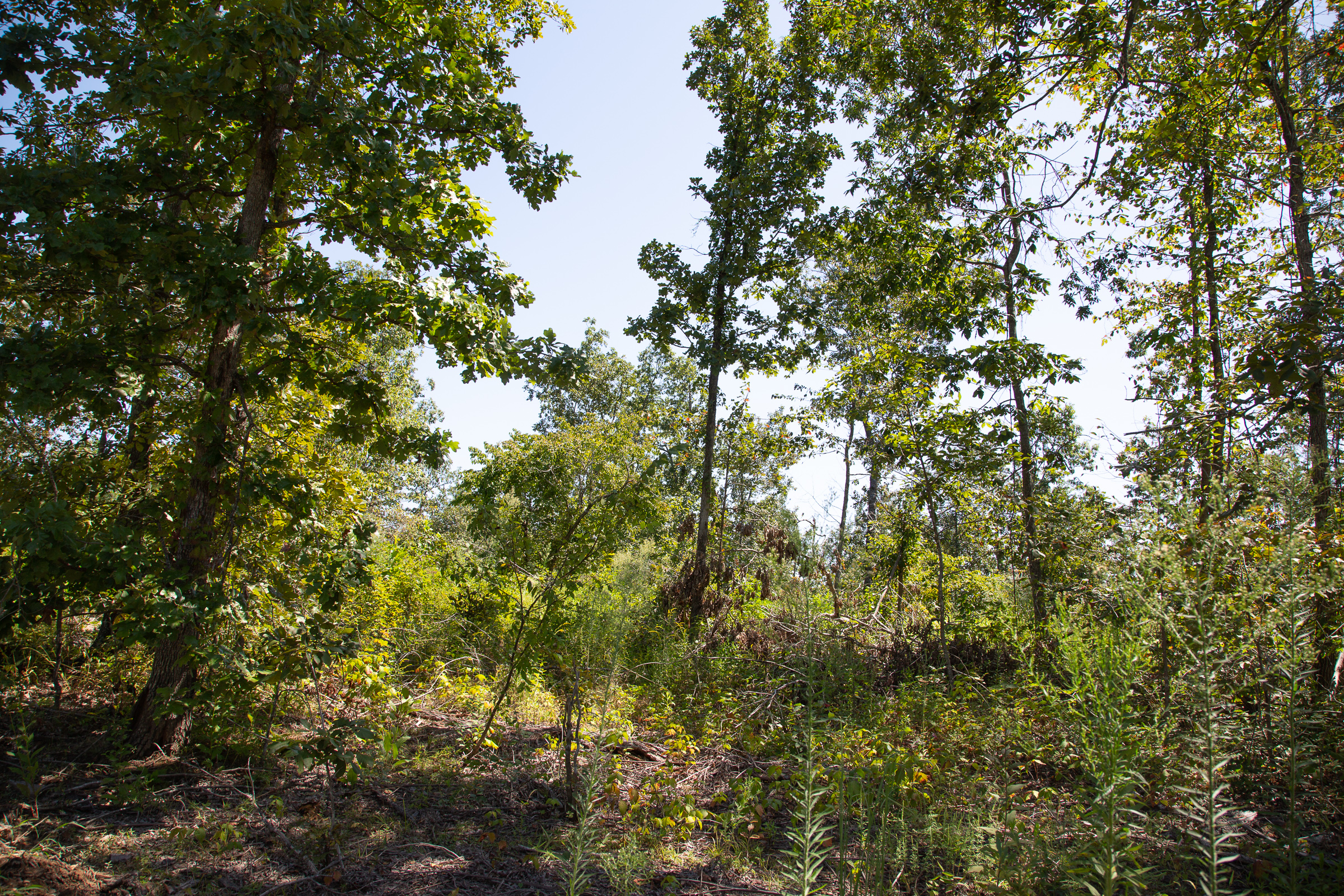 Tract 75 at Borgmanns Hollow Phase III in Shannon County, Missouri