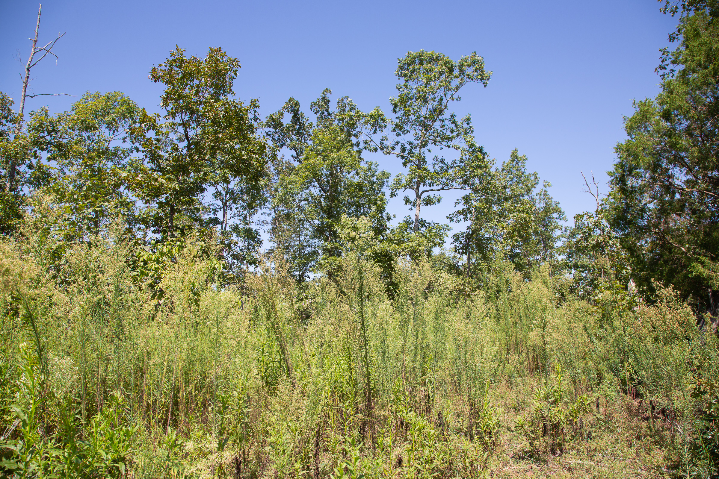 Tract 76 at Borgmanns Hollow Phase III in Shannon County, Missouri