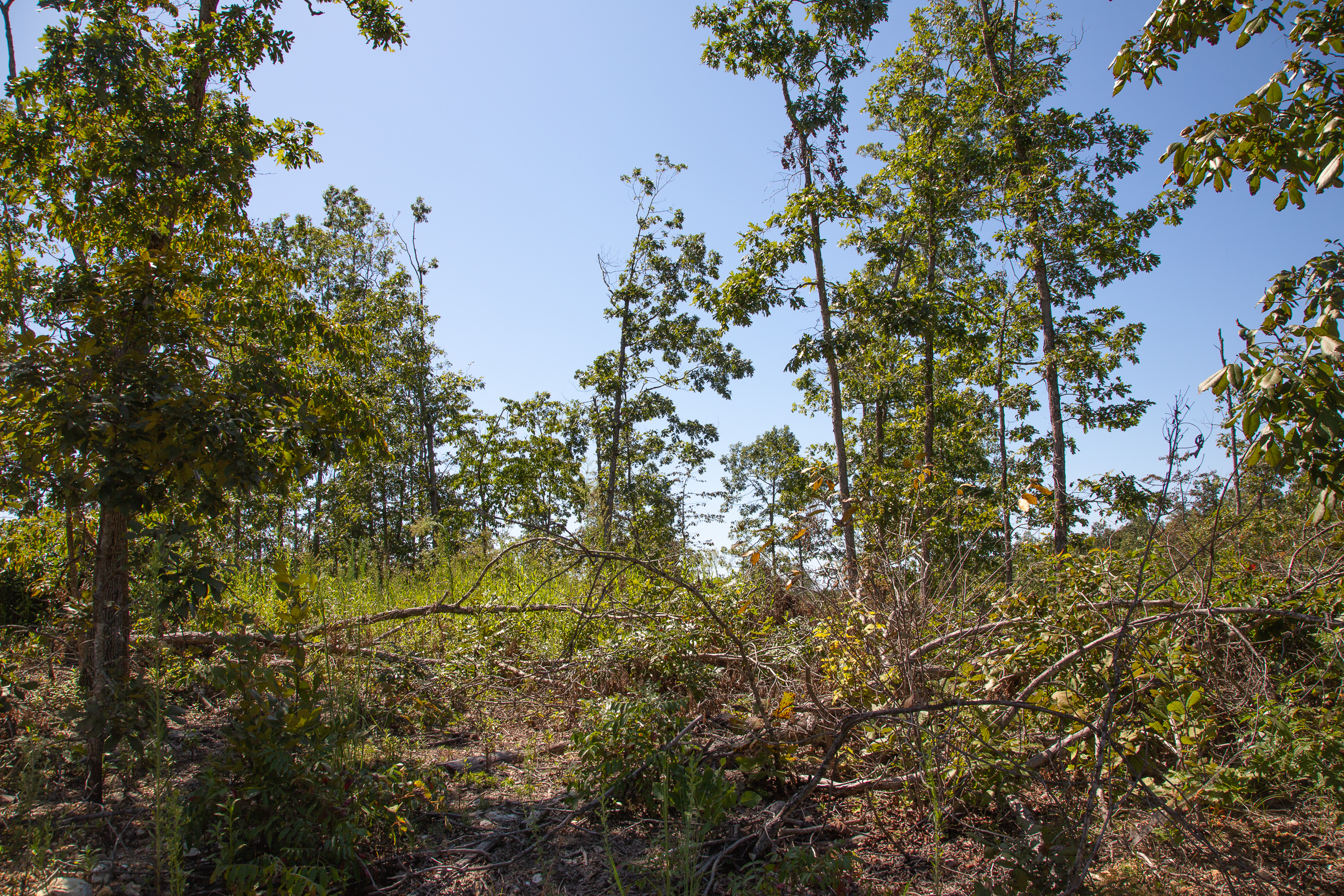 Tract 78 at Borgmanns Hollow Phase III in Shannon County, Missouri