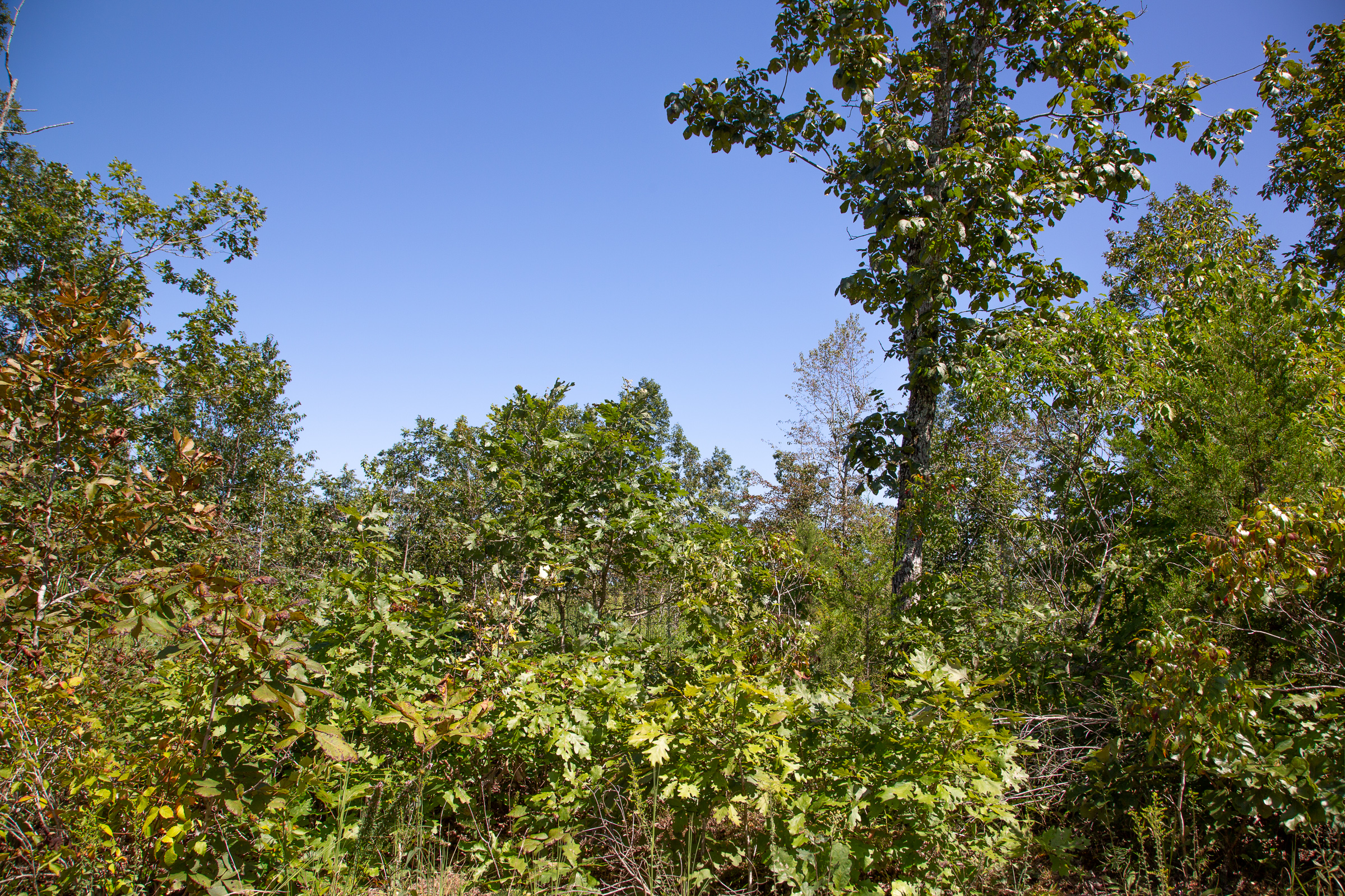 Tract 83 at Borgmanns Hollow Phase III in Shannon County, Missouri
