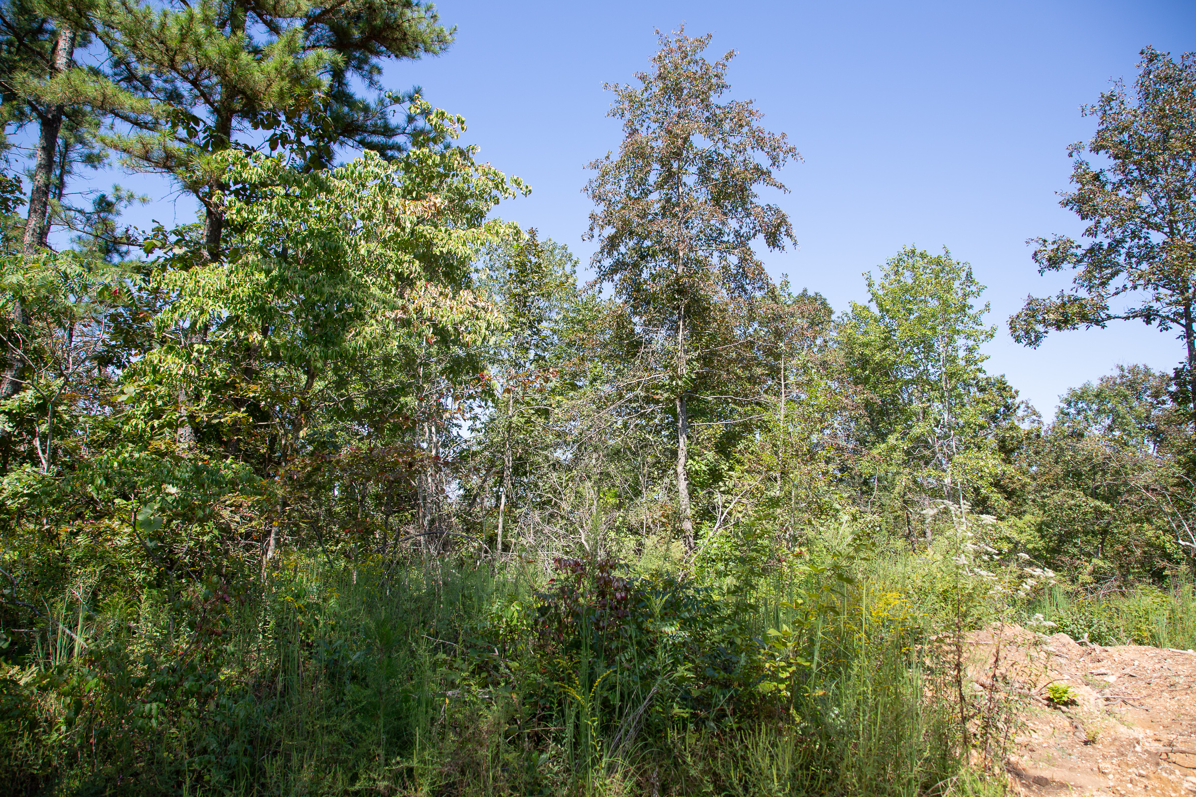 Tract 85 at Borgmanns Hollow Phase III in Shannon County, Missouri