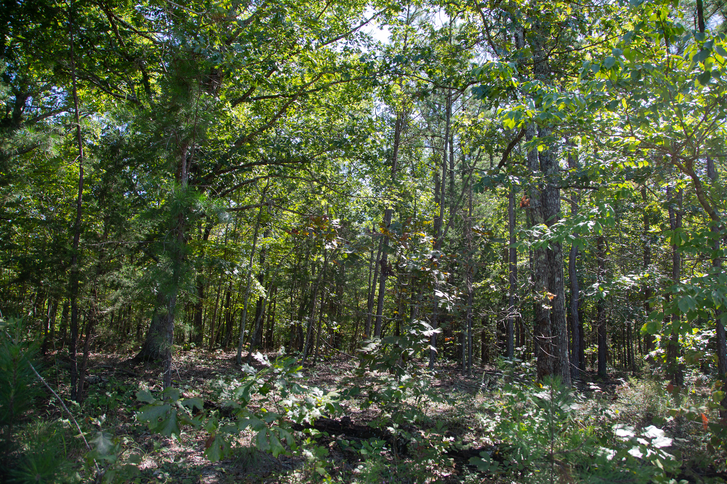 Tract 86 at Borgmanns Hollow Phase III in Shannon County, Missouri
