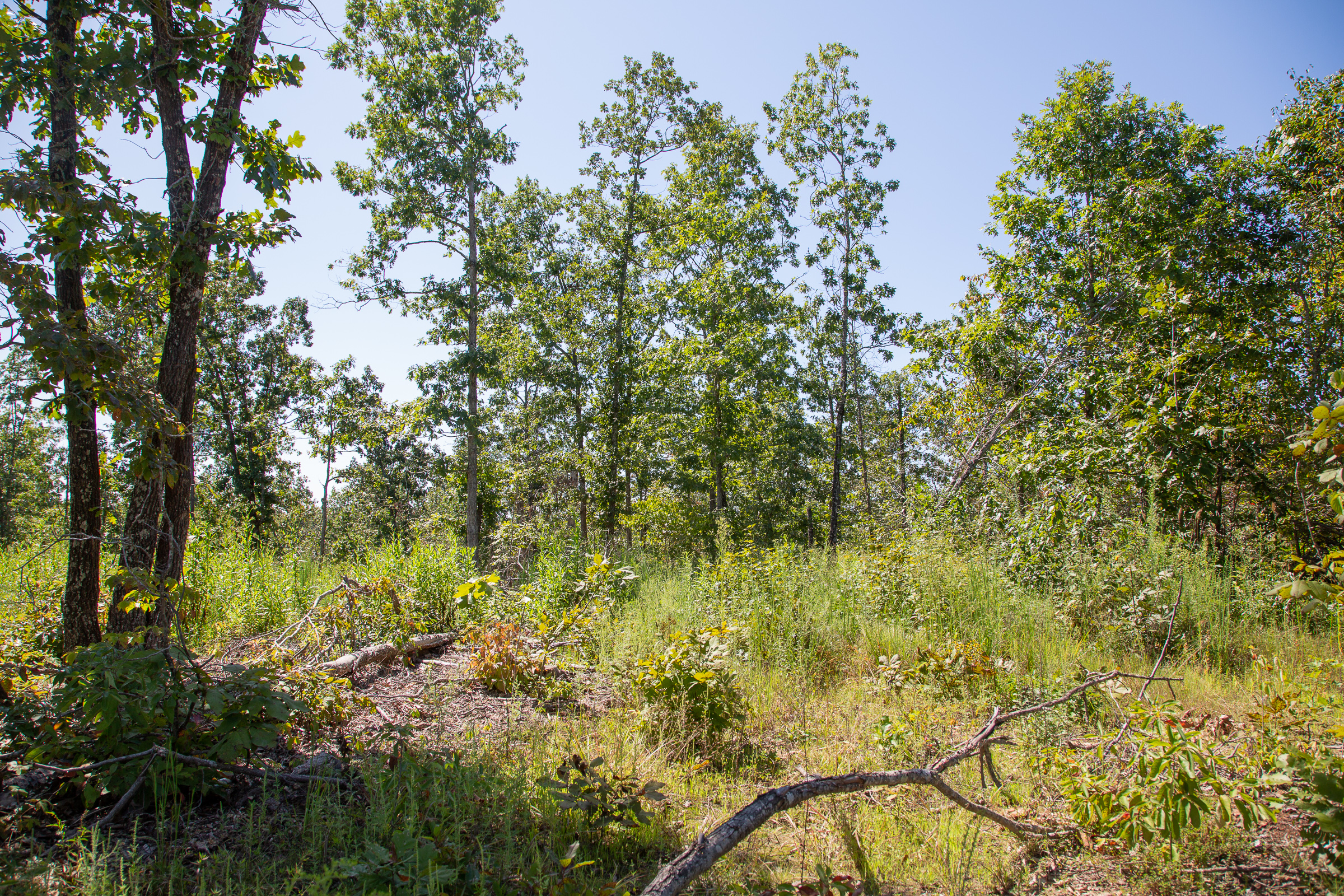 Tract 87 at Borgmanns Hollow Phase III in Shannon County, Missouri
