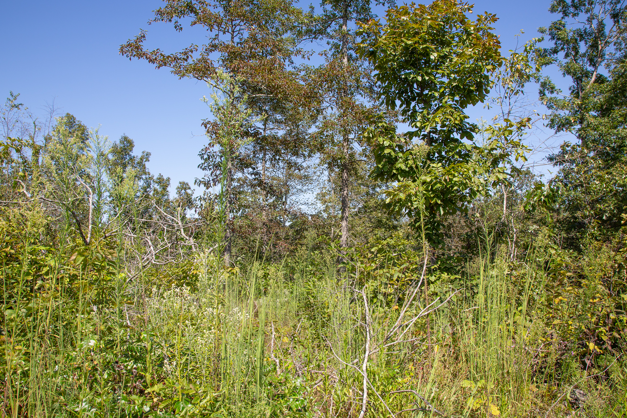 Tract 89 at Borgmanns Hollow Phase III in Shannon County, Missouri