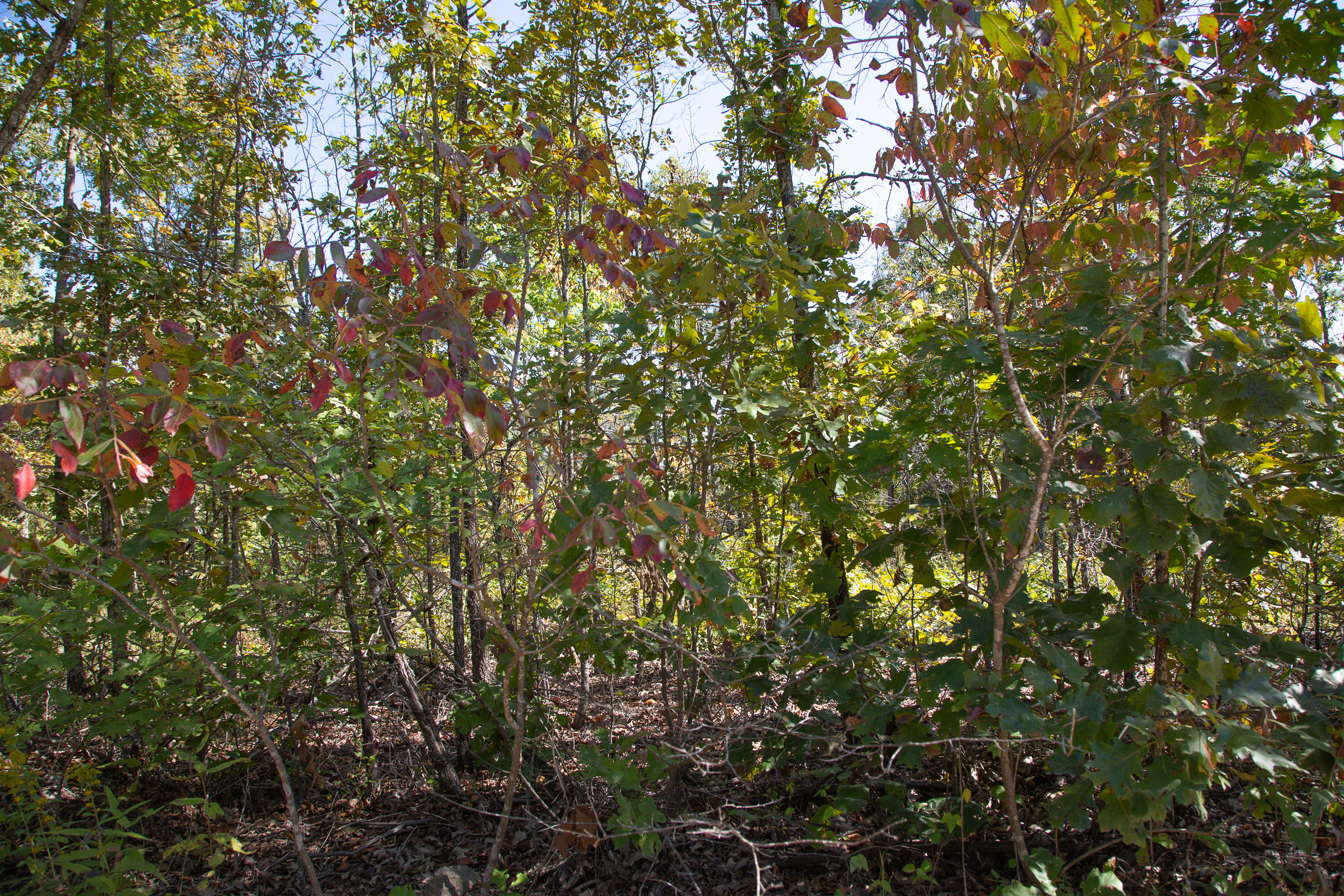 Tract 92 at Borgmanns Hollow Phase III in Shannon County, Missouri