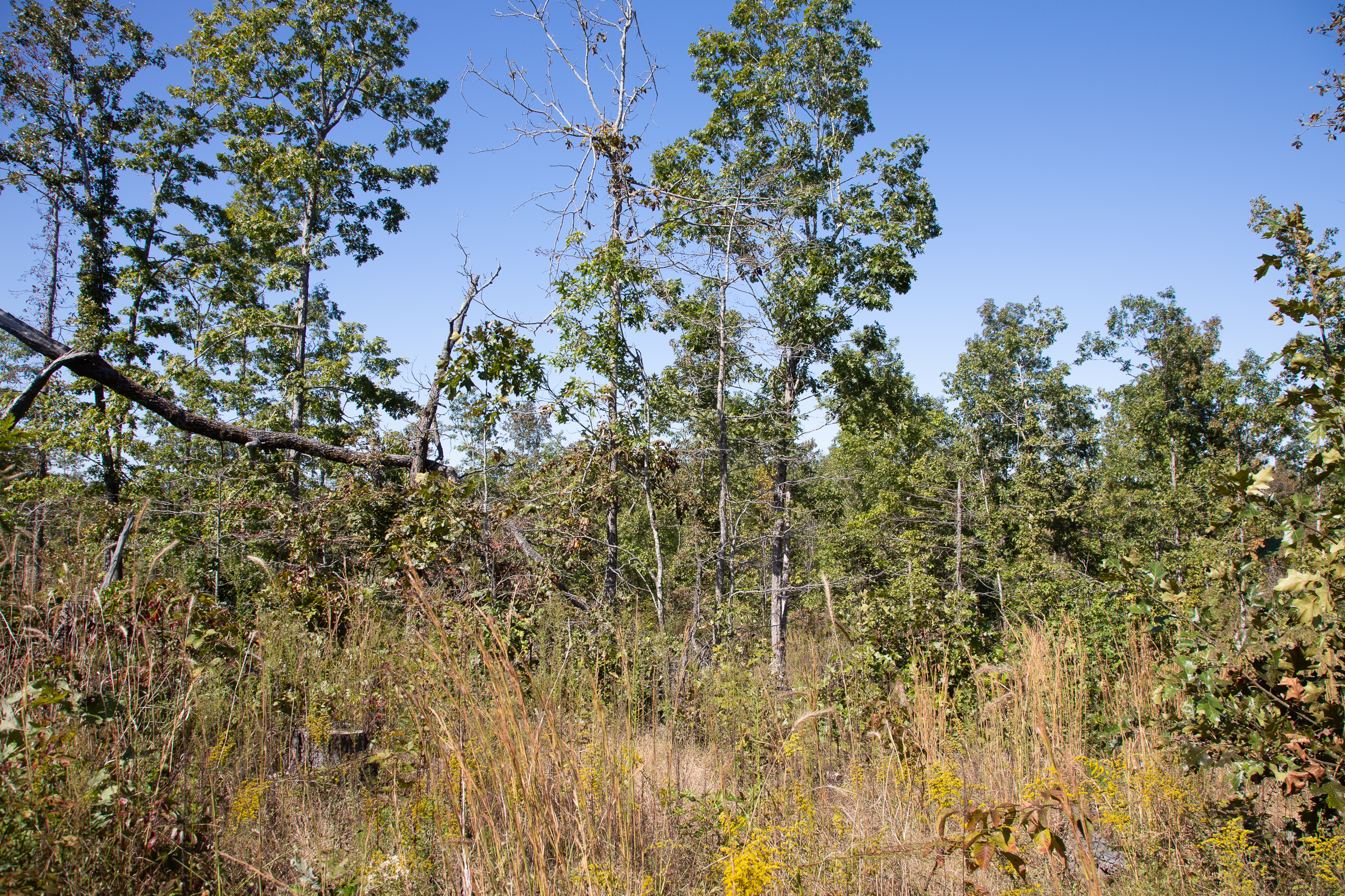 Tract 98 at Borgmanns Hollow Phase III in Shannon County, Missouri